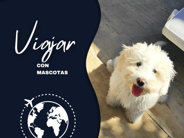 Viajar con mascotas